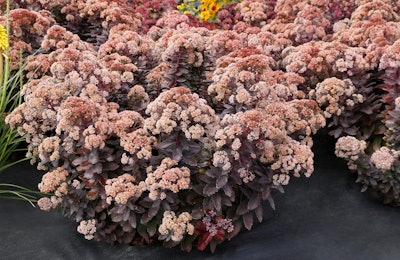 Sedum 'Mocha Magic'