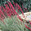 Contrary to what some believe, xeriscapes incorporate many more elements than only rocks and boulders.