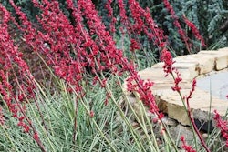 Contrary to what some believe, xeriscapes incorporate many more elements than only rocks and boulders.