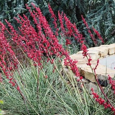 Contrary to what some believe, xeriscapes incorporate many more elements than only rocks and boulders.