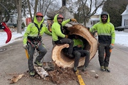 Keeping open lines of communication helped the crew take down the tree safely and effectively.