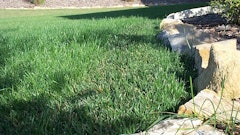 Primo Maxx Trim Edge Appv Untreated T Fescue Syngenta