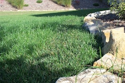 Primo Maxx Trim Edge Appv Untreated T Fescue Syngenta