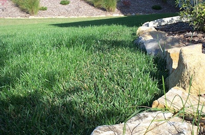 Primo Maxx Trim Edge Appv Untreated T Fescue Syngenta