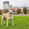Mulligan the TurfMutt in front of the KFC Yum! Center, Louisville, Kentucky.