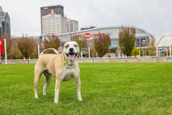 Mulligan the TurfMutt in front of the KFC Yum! Center, Louisville, Kentucky.
