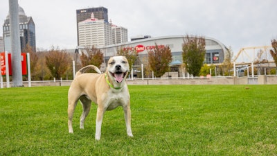 Mulligan the TurfMutt in front of the KFC Yum! Center, Louisville, Kentucky.