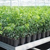 While one of the main reasons to consider CRFs is to grow better plants, growers also need to consider how they’re going to grow better margins.