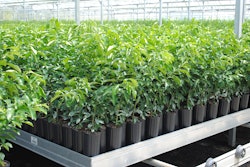 While one of the main reasons to consider CRFs is to grow better plants, growers also need to consider how they’re going to grow better margins.