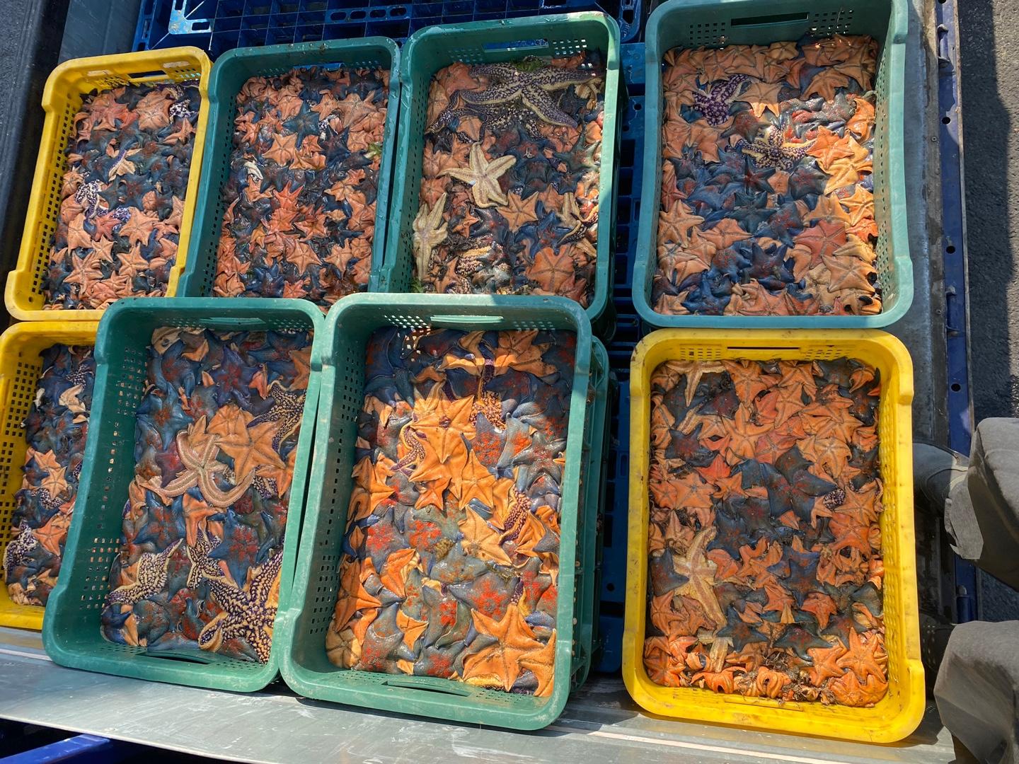 STAR's Tech provides a line of de-icer products made of marine-waste starfish.