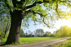 Adobe Stock 110968300