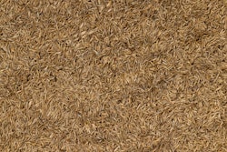 Adobe Stock 897067386