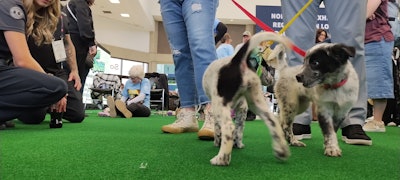 Mulligan’s Mutt Madness took place in partnership with KHS on October 23, 2025 during Equip Exposition 2025. Since it started in 2018, the event has matched nearly 100 rescue dogs – including Mulligan the TurfMutt who was adopted by Kiser at the 2019 Mutt Madness – with new families in the Equip Exposition community.