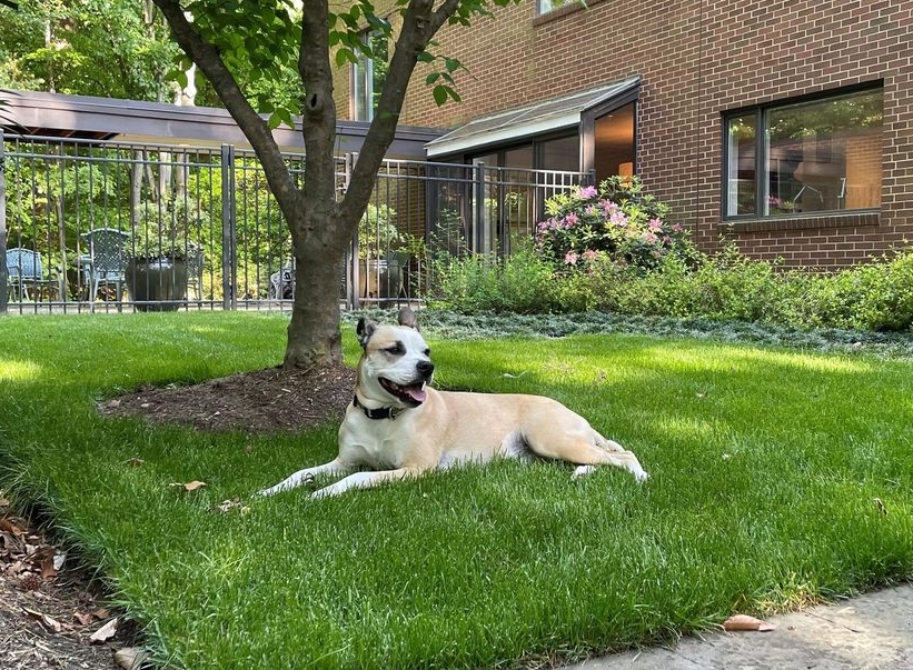 Mulligan, a good boy