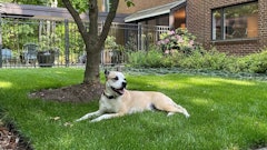 Mulligan, a good boy