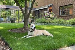 Mulligan, a good boy