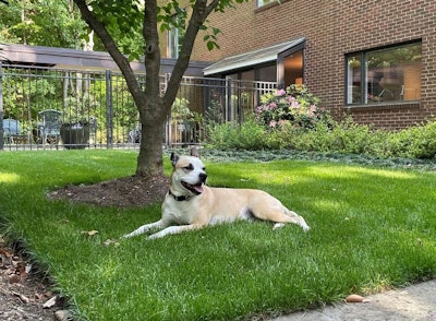 Mulligan, a good boy