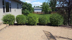 Treated and untreated Korean Lilacs.