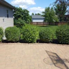 Treated and untreated Korean Lilacs.