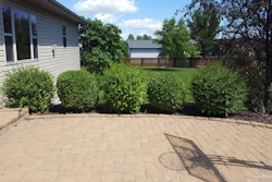 Treated and untreated Korean Lilacs.
