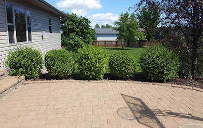 Treated and untreated Korean Lilacs.