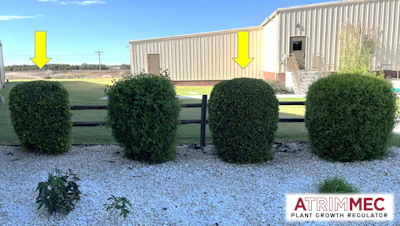 The yellow arrows mark treated ornamentals with the Atrimmec plant growth regulator.