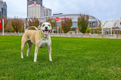 Mulligan, at the Great Lawn at Waterfront Park.