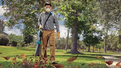 Person wearing protective mask and gloves raking leaves in a park with tall trees and green grass