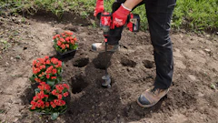 Gardener in red gloves digging holes to plant red flowers in garden soil