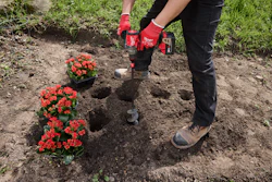 Gardener in red gloves digging holes to plant red flowers in garden soil