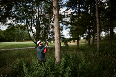 Person pruning tree branches in a park with manicured lawn and forest backdrop
