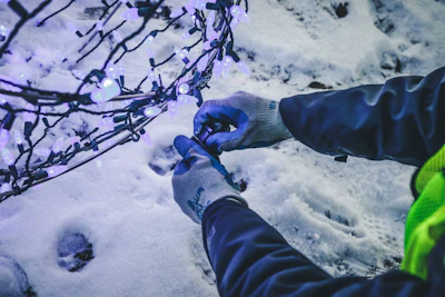 Person in blue gloves touching snow-covered purple flowering branches during winter